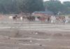 छुट्टा जानवर से मानधता क्षेत्र के किसान त्रस्त
