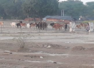 छुट्टा जानवर से मानधता क्षेत्र के किसान त्रस्त