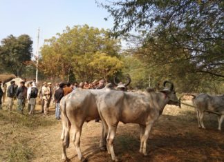 करणी सेना ने दो दर्जन से अधिक गोवंश को गौ तस्करों के चुंगल से छुड़ाया