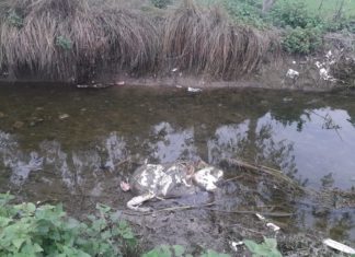 योगी सरकार मे गो वंस एवं गऊमाता के शव को चीथ रहे है कुत्ते