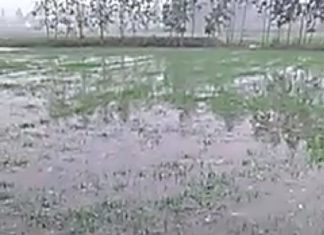 माइनर कटने से सैकड़ों बीघे गेहू की फसल हुई बर्बाद प्रशासन की तरफ से कोई मदद नहीं