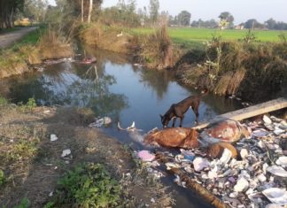 मान्धाता क्षेत्र के हरखपुर गाँव के माईनर मे फिर मिला 5 गायों का शव