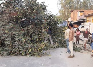 पीडब्ल्यूडी की लापरवाही से गिरा विशालकाय वटवृक्ष