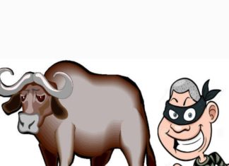 पुलिस क़े हत्थे चढ़े दो भैंस चोर, पांच की धड़पकड़ जारी.