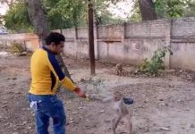 ये युवा समाजसेवी जरूरतमंदों के साथ बेजुबानों का भी रख रहा पूरा ख्याल