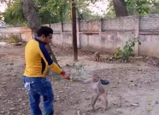 ये युवा समाजसेवी जरूरतमंदों के साथ बेजुबानों का भी रख रहा पूरा ख्याल