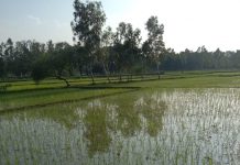 डीएम साहब पट्टा मत्स्य पालन का, तालाब में हो रही खेती