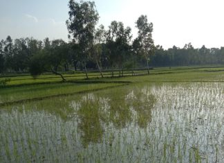 डीएम साहब पट्टा मत्स्य पालन का, तालाब में हो रही खेती