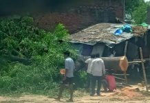 लकडकट्टो का बोलबाला हरियाली पर चला रहे हैं आरा