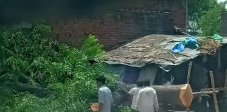 लकडकट्टो का बोलबाला हरियाली पर चला रहे हैं आरा