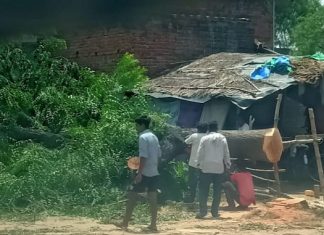 लकडकट्टो का बोलबाला हरियाली पर चला रहे हैं आरा