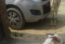 अंतर्राष्ट्रीय जनाधिकार परिषद के प्रदेश अध्यक्ष ताबरेज़ वारसी ने बकरे का दाम लगाया 70 हज़ार