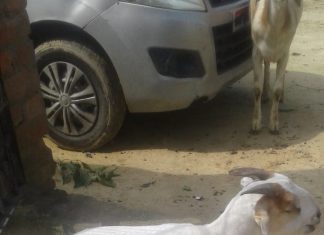 अंतर्राष्ट्रीय जनाधिकार परिषद के प्रदेश अध्यक्ष ताबरेज़ वारसी ने बकरे का दाम लगाया 70 हज़ार