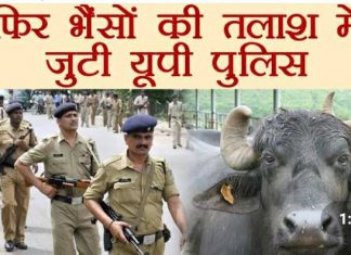 आखिर सलोन पुलिस कौन से जानवर की कर रही है तलाश