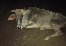 एसडीएम के आदेश पर भी घायल गाय के लिए नही जागी नगर पंचायत सलोन के कर्मचारियों में इंसानियत