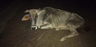 एसडीएम के आदेश पर भी घायल गाय के लिए नही जागी नगर पंचायत सलोन के कर्मचारियों में इंसानियत