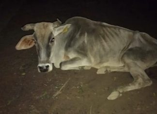एसडीएम के आदेश पर भी घायल गाय के लिए नही जागी नगर पंचायत सलोन के कर्मचारियों में इंसानियत