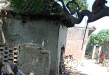वृद्ध महिला के अंतिम दर्शन में आये विलक्षण प्रजाति के बंदरों का झुंड