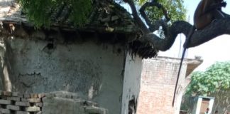 वृद्ध महिला के अंतिम दर्शन में आये विलक्षण प्रजाति के बंदरों का झुंड