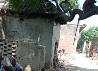वृद्ध महिला के अंतिम दर्शन में आये विलक्षण प्रजाति के बंदरों का झुंड