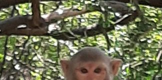 गांधी जयंती विशेष..गौरव अवस्थी की कलम से