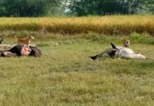 गोसंरक्षण केंद्र में बिलख बिलख कर मरते है गाय बछड़े