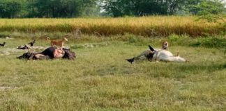 गोसंरक्षण केंद्र में बिलख बिलख कर मरते है गाय बछड़े