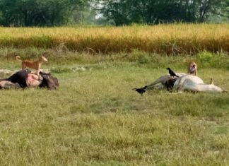 गोसंरक्षण केंद्र में बिलख बिलख कर मरते है गाय बछड़े