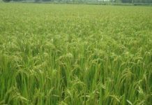 आखिर एंटी भूमाफिया टास्क फोर्स क्यों हैं निष्क्रिय