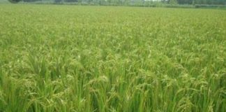 आखिर एंटी भूमाफिया टास्क फोर्स क्यों हैं निष्क्रिय