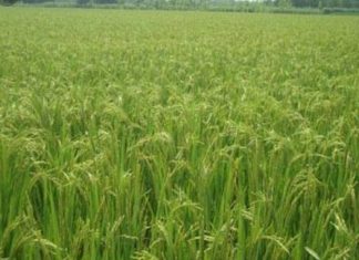 आखिर एंटी भूमाफिया टास्क फोर्स क्यों हैं निष्क्रिय