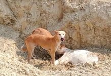 गौशालाओं में मर रहे हैं लगातार जानवर जिम्मेदार सो रहे कुम्भकर्ण की नींद