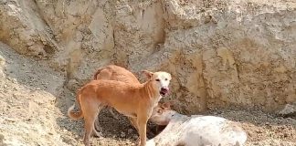 गौशालाओं में मर रहे हैं लगातार जानवर जिम्मेदार सो रहे कुम्भकर्ण की नींद