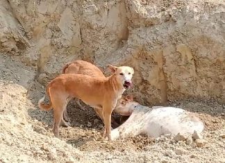 गौशालाओं में मर रहे हैं लगातार जानवर जिम्मेदार सो रहे कुम्भकर्ण की नींद