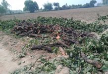 हरे पेड़ो की कटाई धड़ल्ले से जारी,वन विभाग मौन