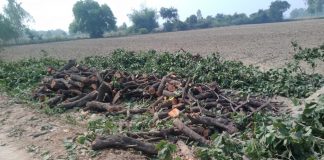 हरे पेड़ो की कटाई धड़ल्ले से जारी,वन विभाग मौन