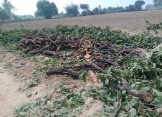 हरे पेड़ो की कटाई धड़ल्ले से जारी,वन विभाग मौन