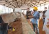 गोपाष्टमी पर उत्तर प्रदेश युवा उद्योग व्यापार मंडल के पदाधिकारियों ने गायों को रोटी एवं गुड खिलाया