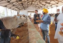 गोपाष्टमी पर उत्तर प्रदेश युवा उद्योग व्यापार मंडल के पदाधिकारियों ने गायों को रोटी एवं गुड खिलाया