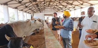 गोपाष्टमी पर उत्तर प्रदेश युवा उद्योग व्यापार मंडल के पदाधिकारियों ने गायों को रोटी एवं गुड खिलाया