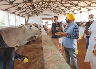 गोपाष्टमी पर उत्तर प्रदेश युवा उद्योग व्यापार मंडल के पदाधिकारियों ने गायों को रोटी एवं गुड खिलाया