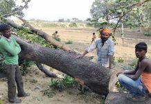 पुलिस व वन विभाग की साठगांठ से काटे जा रहे हैं हरे पेड़