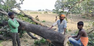 पुलिस व वन विभाग की साठगांठ से काटे जा रहे हैं हरे पेड़
