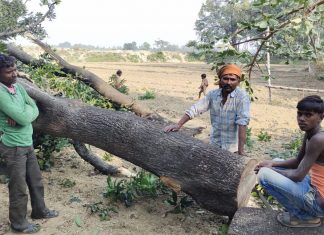पुलिस व वन विभाग की साठगांठ से काटे जा रहे हैं हरे पेड़