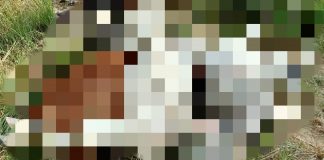 गौशाला में भूख से तड़पकर मर रही गायें आखिर जिम्मेदार कौन