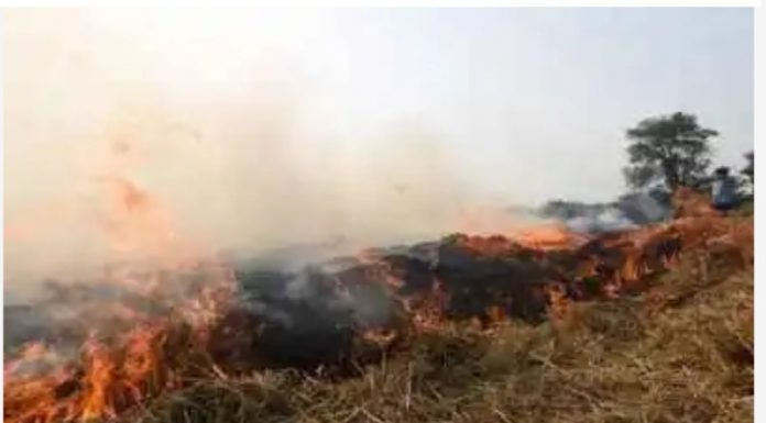 पराली जलाने पर उपजिलाधिकारी सदर ने किस पर दर्ज करवाई एफआईआर