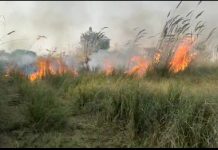 अराजक तत्वों ने लगाई शहजाद पुर के जंगल में आग कई पशु पक्षी जिंदा जले
