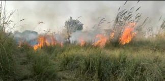 अराजक तत्वों ने लगाई शहजाद पुर के जंगल में आग कई पशु पक्षी जिंदा जले