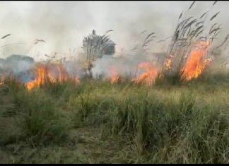 अराजक तत्वों ने लगाई शहजाद पुर के जंगल में आग कई पशु पक्षी जिंदा जले