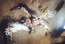 सनकी युवक ने बकरियो के साथ कौन सा कांड कर डाला